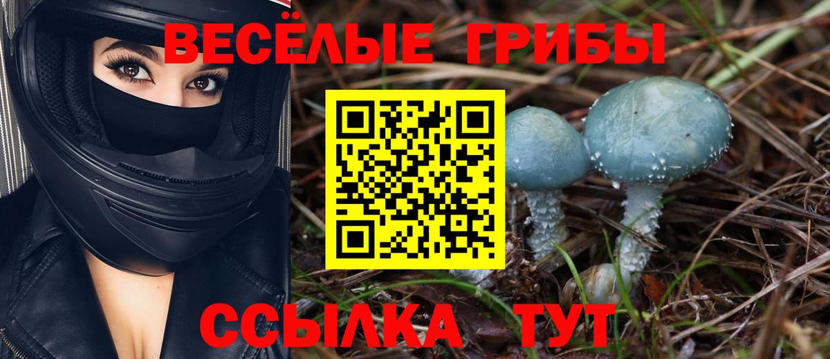 Галлюциногенные грибы Cubensis Камышин